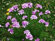 Linum მრავალწლიანი ვარდისფერი ყვავილების