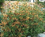 oranžový Kvetina Leví Ucho, Leví Chvost, Divoké Dagga (Leonotis leonurus) fotografie