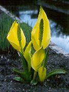 Lysichiton żółty Kwiat