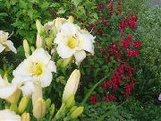 декоративные садовые цветы белые Лилейник фото, описание, выращивание и посадка, уход и полив