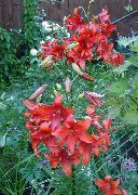 ლილი აზიური ჰიბრიდები წითელი ყვავილების