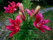შინდისფერი ყვავილების ლილი აზიური ჰიბრიდები (Lilium) ფოტო
