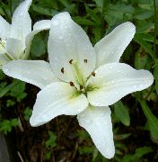ლილი აზიური ჰიბრიდები თეთრი ყვავილების