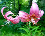 ლილი აზიური ჰიბრიდები ვარდისფერი ყვავილების
