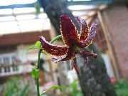 burgundy Cvet Martagon Lilija, Cap Skupnih Turka Lily (Lilium) fotografija
