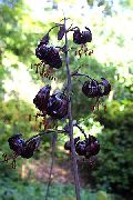 Martagon ლილი, საერთო Turk ქუდი ლილი შავი ყვავილების