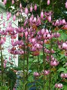 Martagon Crin, Capac Comun Turk Lui Lily roz Floare