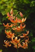 ფორთოხალი ყვავილების Martagon ლილი, საერთო Turk ქუდი ლილი (Lilium) ფოტო