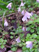 Twinflower rosa Fiore
