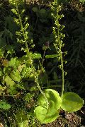 vihreä Kukka Yhteinen Twayblade, Munanmuotoinen Lehtiä Neottia (Listera) kuva
