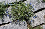 Літоспермум (Літодора) блакитний Квітка