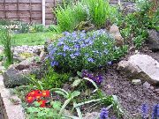 garden flowers light blue Scrambling Gromwell  Lithospermum  photos, description, cultivation and planting, care and watering