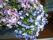 albastru deschis Floare Lobelia Role, Lobelia Anual, Lobelia Rămase În Urmă  fotografie