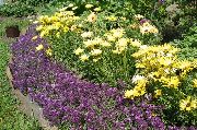 Alyssum Dulce, Alison Dulce, Lobularia Pe Litoral violet Floare