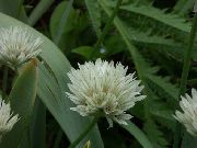 бял Цвете Декоративни Лук (Allium) снимка