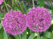 roze Bloem Sierui (Allium) foto