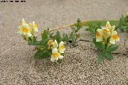 Alpine Toadflax, Toadflax Japońsku żółty Kwiat