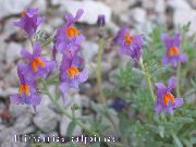 Linaria ceriņi Zieds