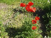 rot Blume Orientalischen Mohn (Papaver orientale) foto