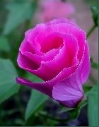 декоративные садовые цветы розовые Малопа фото, описание, выращивание и посадка, уход и полив