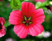 декоративные садовые цветы красные Малопа фото, описание, выращивание и посадка, уход и полив