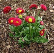 Bellis Daisy, English Daisy, გაზონის Daisy, Bruisewort წითელი ყვავილების