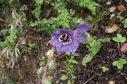 Amapola Azul Del Himalaya púrpura Flor