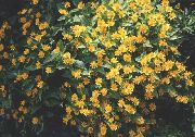 gul  Smör Daisy, Melampodium, Guld Medaljong Blomma, Stjärna Daisy (Melampodium paludosum) foto