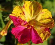 vijolična Cvet 04:00, Čudo Peru (Mirabilis jalapa) fotografija