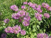 Bišu Balzams, Savvaļas Bergamotes ceriņi Zieds