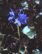 Arrowleaf ცრუ Pickerelweed ღია ლურჯი ყვავილების