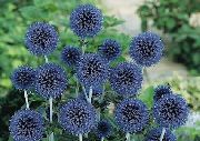 Υδρόγειο Γαϊδουράγκαθο μπλε λουλούδι