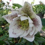 valkoinen Kukka Joulu Rose, Paaston Ruusu (Helleborus) kuva