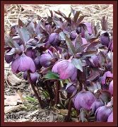 violetti Kukka Joulu Rose, Paaston Ruusu (Helleborus) kuva