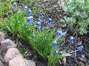 ლურჯი ყვავილების ყურძნის სუმბული (Muscari) ფოტო