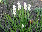 λευκό λουλούδι Υάκινθος Σταφυλιών (Muscari) φωτογραφία