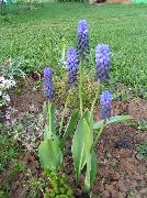 γαλάζιο λουλούδι Υάκινθος Σταφυλιών (Muscari) φωτογραφία