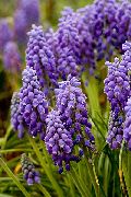 Drue Hyacinth lilla Blomst