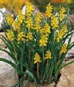 žlutý Květina Modřenec (Muscari) fotografie