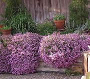 garden flowers pink Soapwort   Saponaria  photos, description, cultivation and planting, care and watering