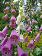 декоративные садовые цветы розовые Наперстянка фото, описание, выращивание и посадка, уход и полив