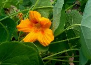 Nasturtium gul Blomst