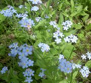 Незабудка блакитний Квітка