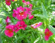ροζ λουλούδι Ακρωτήριο Κοσμήματα (Nemesia) φωτογραφία