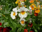 Ακρωτήριο Κοσμήματα λευκό λουλούδι