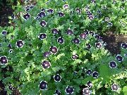 декоративные садовые цветы черные Немофила фото, описание, выращивание и посадка, уход и полив