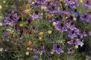 декоративные садовые цветы фиолетовые Чернушка (Нигелла) фото, описание, выращивание и посадка, уход и полив