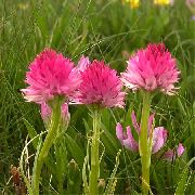 ピンク フラワー 種の蘭、黒バニラ蘭、黒テガタチドリ属 (Nigritella) フォト
