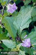 紫丁香 花 Shoofly厂，秘鲁苹果 (Nicandra physaloides) 照片