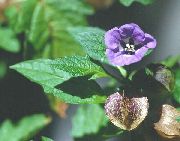 Plantă Shoofly, Mere De Peru violet Floare